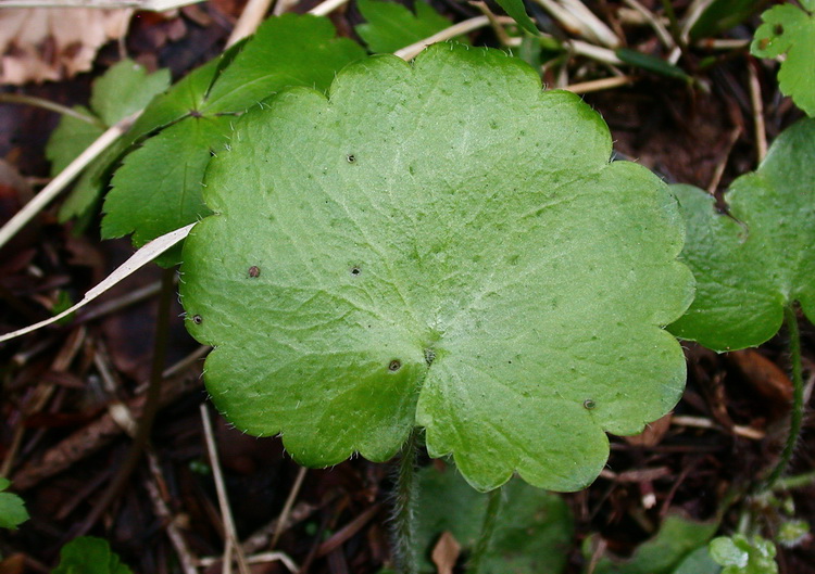 Saxifraga rotundifolia / Saxifraga a foglie rotonde
